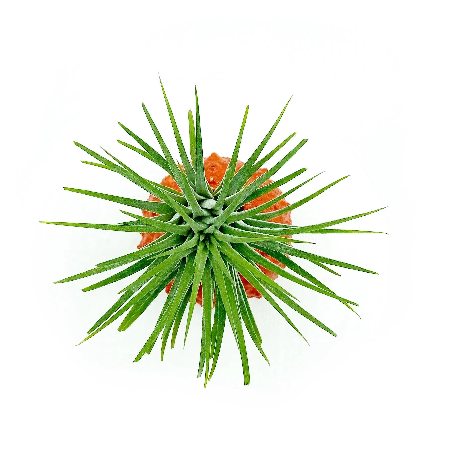 Air Plant Pumpkin