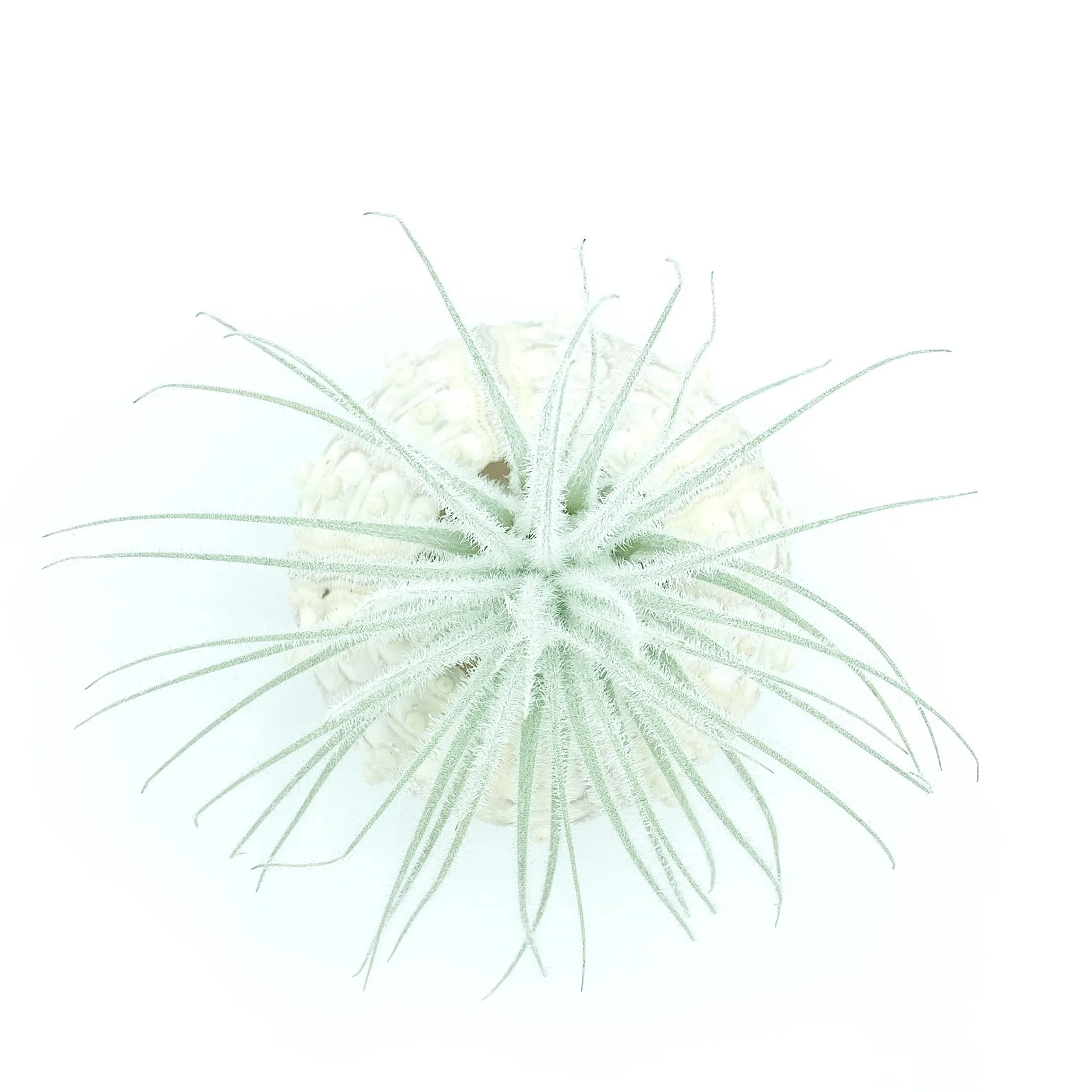 Sputnik Sea Urchin   Tectorum